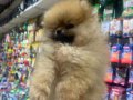 POMERANİAN BOO VONALP PETSHOP GARANTİSİYLE