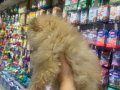 POMERANİAN BOO VONALP PETSHOP GARANTİSİYLE