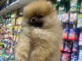 POMERANİAN BOO VONALP PETSHOP GARANTİSİYLE