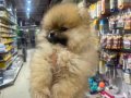 POMERANİAN BOO VONALP PETSHOP GARANTİSİYLE
