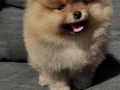 POMERANİAN BOO VONALP PETSHOP GARANTİSİYLE