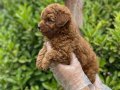  Teacup Toy Poodle Bebekler Vonalp Petshoptan