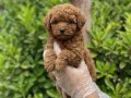  Teacup Toy Poodle Bebekler Vonalp Petshoptan