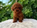  Teacup Toy Poodle Bebekler Vonalp Petshoptan
