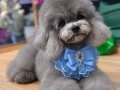 SİLVER KORE POODLE VONALP PETSHOPTA