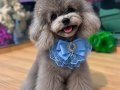 KORE SİLVER POODLE VONALP PETSHOPTAN