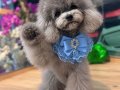 KORE SİLVER POODLE VONALP PETSHOPTAN