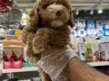 MALTİPOO BEBEKLER VONALP PETSHOP GARANTİSİYLE 