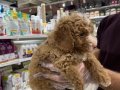 MALTİPOO BEBEKLER VONALP PETSHOP GARANTİSİYLE 