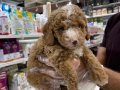 MALTİPOO BEBEKLER VONALP PETSHOP GARANTİSİYLE 