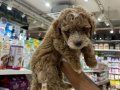 MALTİPOO BEBEKLER VONALP PETSHOP GARANTİSİYLE 