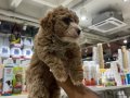 MALTİPOO BEBEKLER VONALP PETSHOP GARANTİSİYLE 