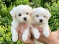 MALTESE BEBEKLER VONALP PETSHOPTAN 