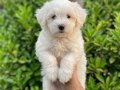 MALTESE BEBEKLER VONALP PETSHOPTAN 