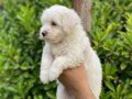 MALTESE BEBEKLER VONALP PETSHOPTAN 