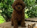 vonalp petshoptan toy poodle yavru