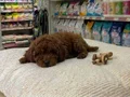vonalp petshoptan toy poodle yavru