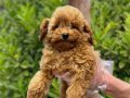 toy poodle vonalp  petshoptan