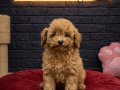 toy poodle vonalp  petshoptan