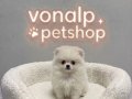 Pomerian Boo Vonalp Petshop Güvencesiyle