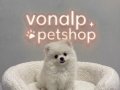 Pomerian Boo Vonalp Petshop Güvencesiyle