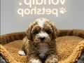 Özel Renk Maltipoo Vonalp Petshoptan 
