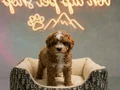 Özel Renk Maltipoo Vonalp Petshoptan 