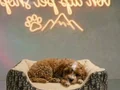 Özel Renk Maltipoo Vonalp Petshoptan 