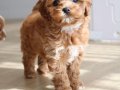 Özel Renk Maltipoo Vonalp Petshoptan 