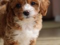 Özel Renk Maltipoo Vonalp Petshoptan 