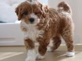 Özel Renk Maltipoo Vonalp Petshoptan 