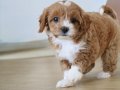 Özel Renk Maltipoo Vonalp Petshoptan 