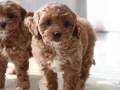 Özel Renk Maltipoo Vonalp Petshoptan 