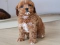 Özel Renk Maltipoo Vonalp Petshoptan 