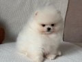 Pomerian Boo Vonalp Petshop Güvencesiyle