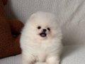 Pomerian Boo Vonalp Petshop Güvencesiyle