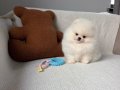 Pomerian Boo Vonalp Petshop Güvencesiyle