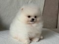 Pomerian Boo Vonalp Petshop Güvencesiyle