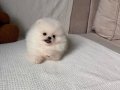 Pomerian Boo Vonalp Petshop Güvencesiyle