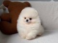 Pomerian Boo Vonalp Petshop Güvencesiyle