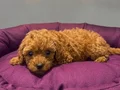 Toy poodle yavru vonalp petshop garantisiyle 