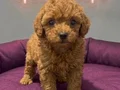 Toy poodle yavru vonalp petshop garantisiyle 