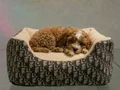 Maltipoo Yavrular vonalp petshop garantisiyle 