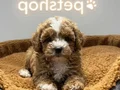 Maltipoo Yavrular vonalp petshop garantisiyle 