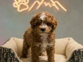 Maltipoo Yavrular vonalp petshop garantisiyle 