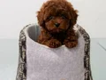 Toy poodle vonalp petshop garantisiyle