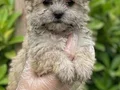 Teacup morkie bebekler vonalp petshoptan