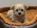 Teacup morkie bebekler vonalp petshoptan