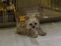 Teacup morkie bebekler vonalp petshoptan