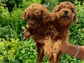 KORE TOY POODLE VONALP PETSHOPTAN 